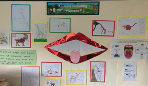 Primary Weekly Highlight: Learning about ‘Animals including Humans’